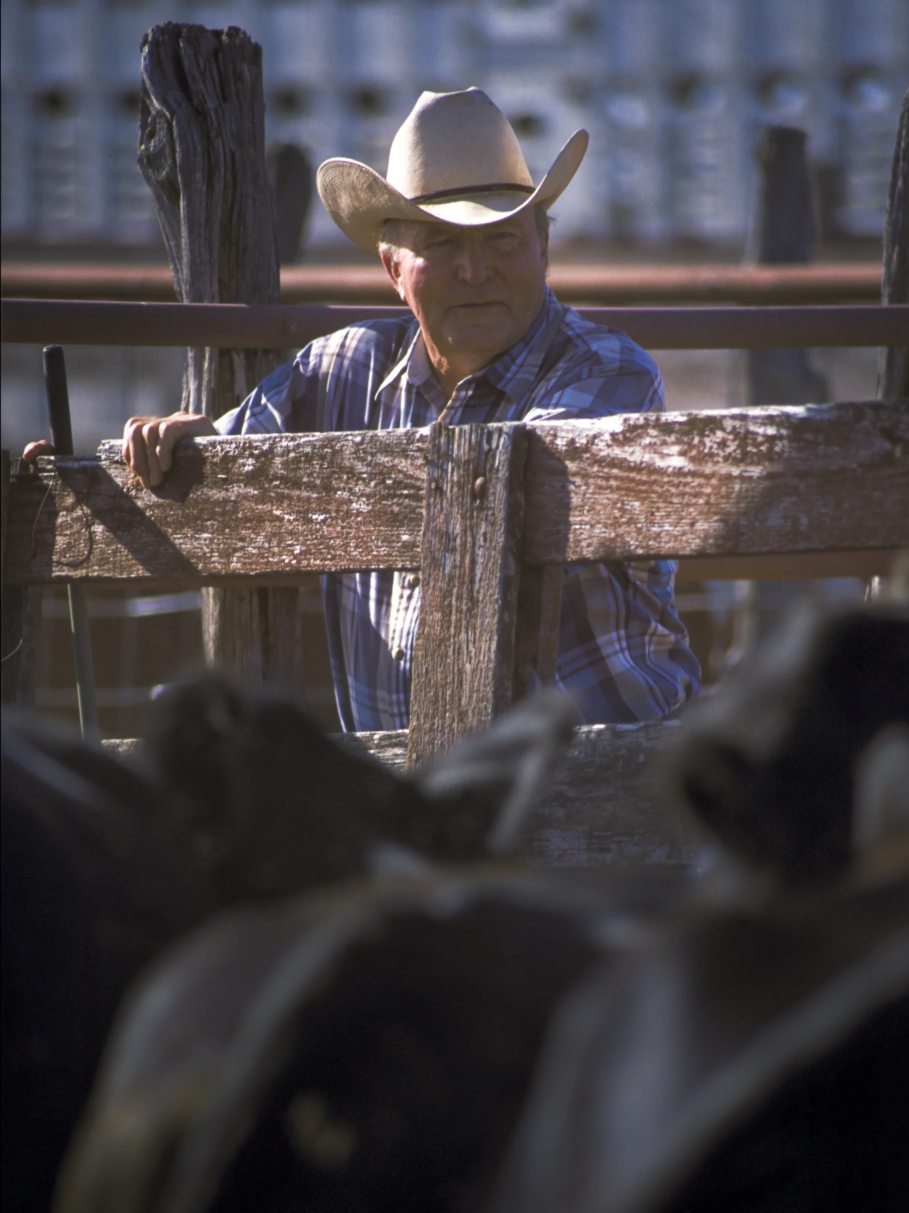 Cattle rancher, North Texas Copyright © Kipp Baker, All rights reserved
