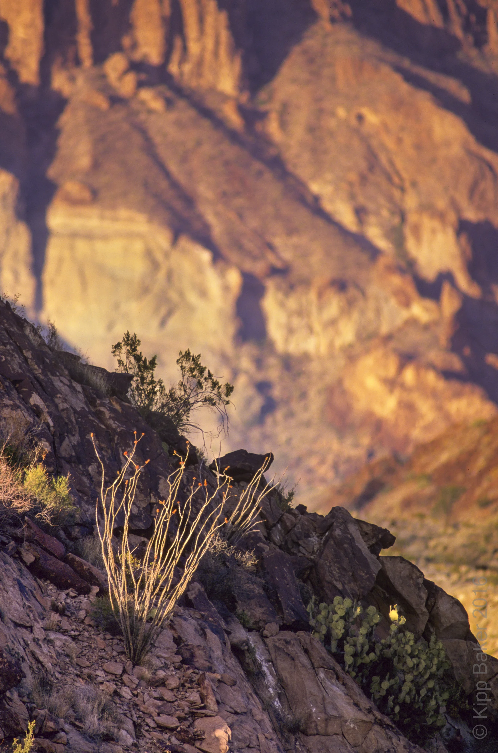 Ocatillo, Big Bend National Park Copyright © Kipp Baker, All rights reserved.