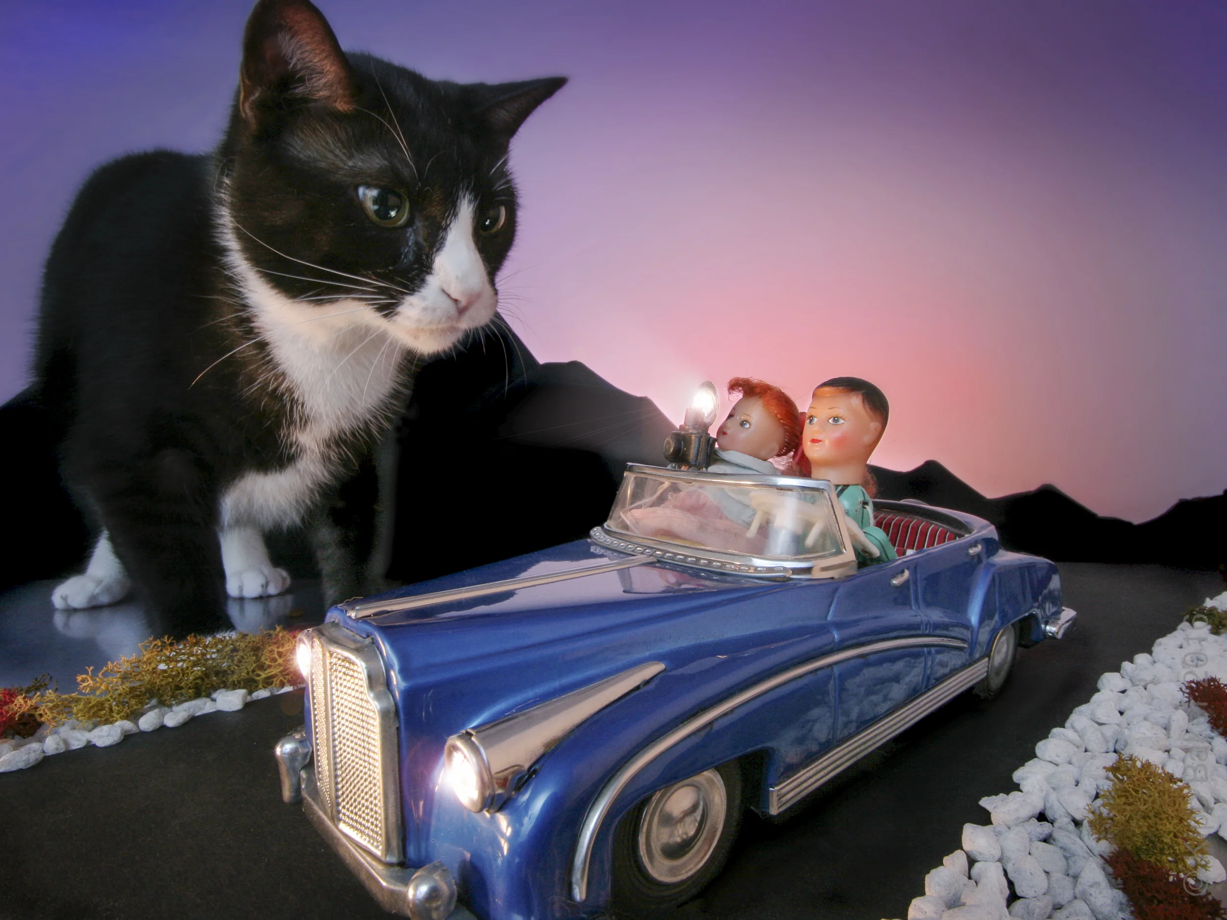 “Catzilla" & the Tourists” - editorial assignment Copyright © Kipp Baker, All rights reserved