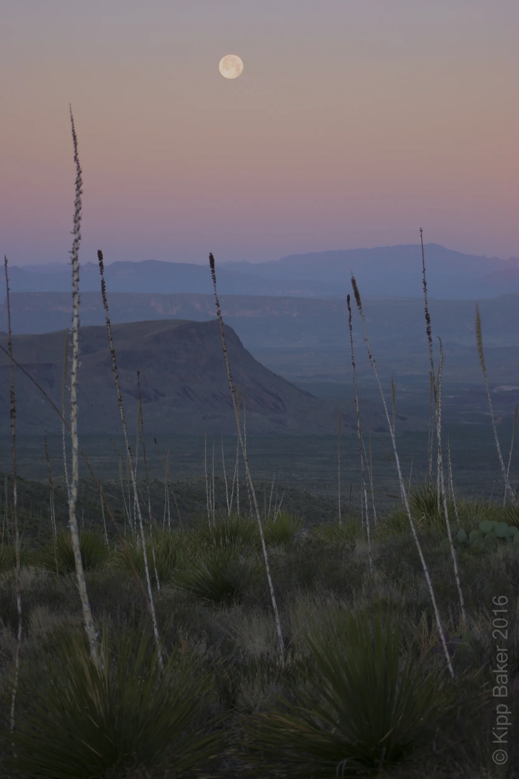 Moonset at dawn, Sotol Vista, Big Bend National Park Copyright © Kipp Baker, All rights reserved.