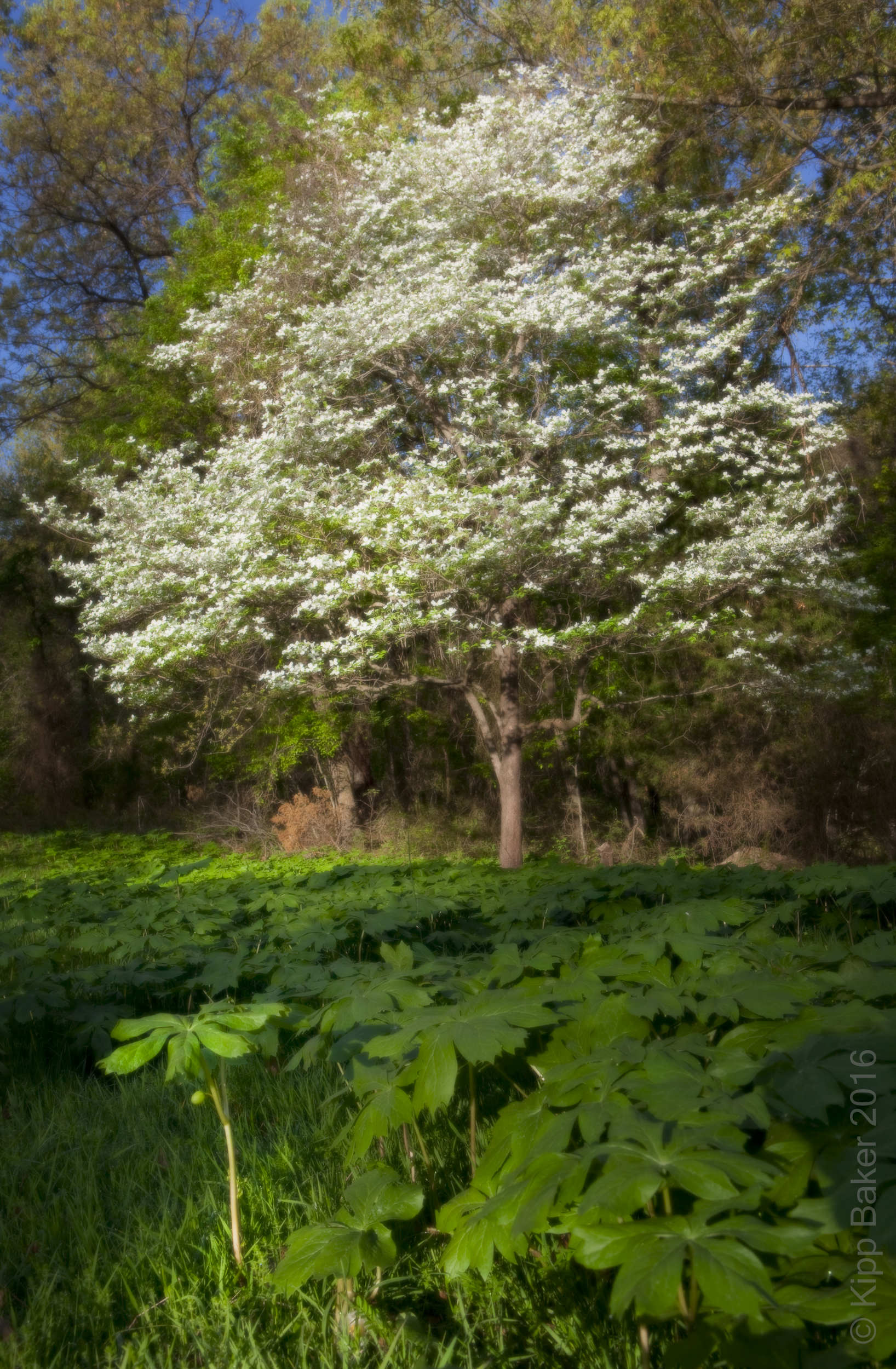 Dogwood tree in April, Near Whitefield, Oklahoma Copyright © Kipp Baker, All rights reserved.