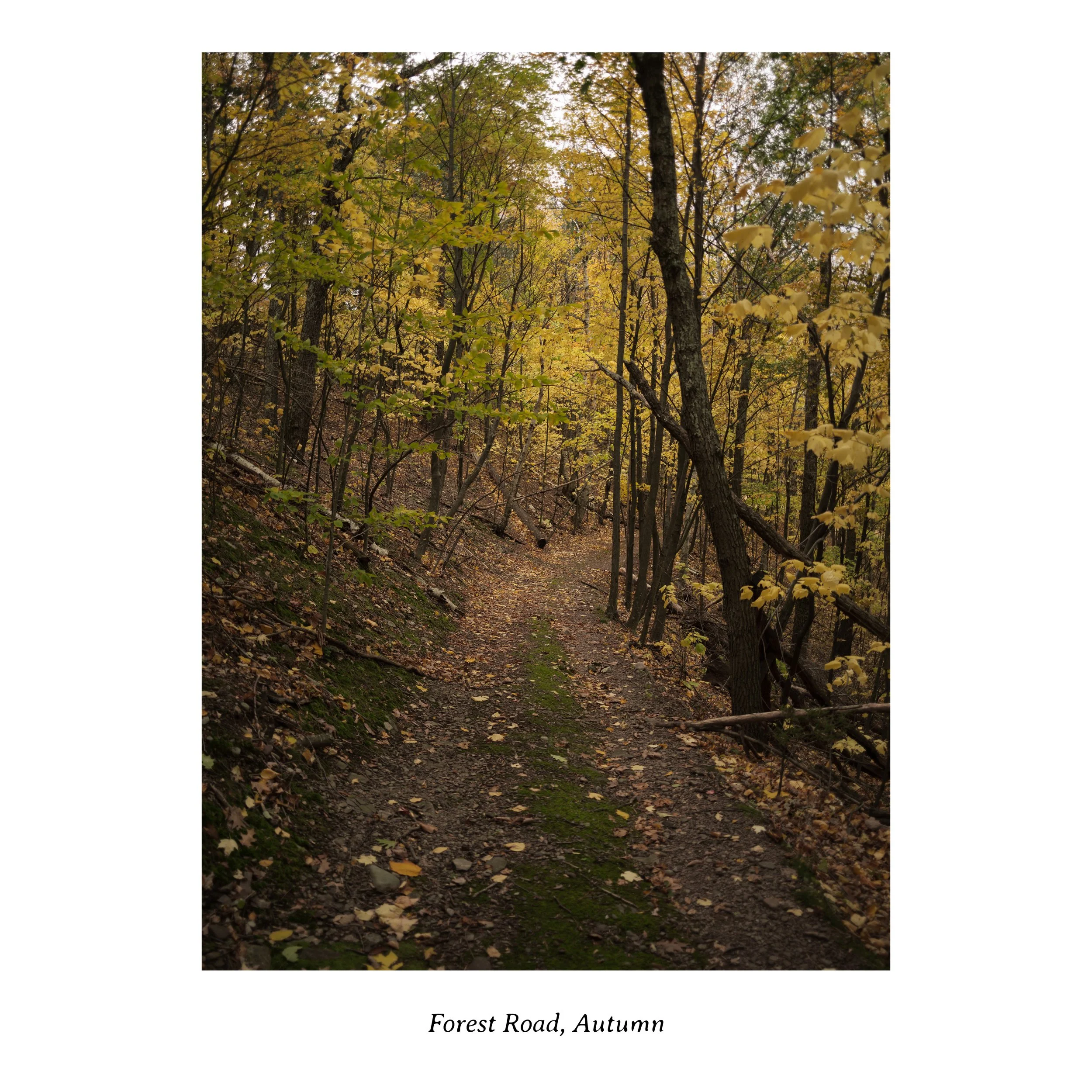 forest_road.jpg