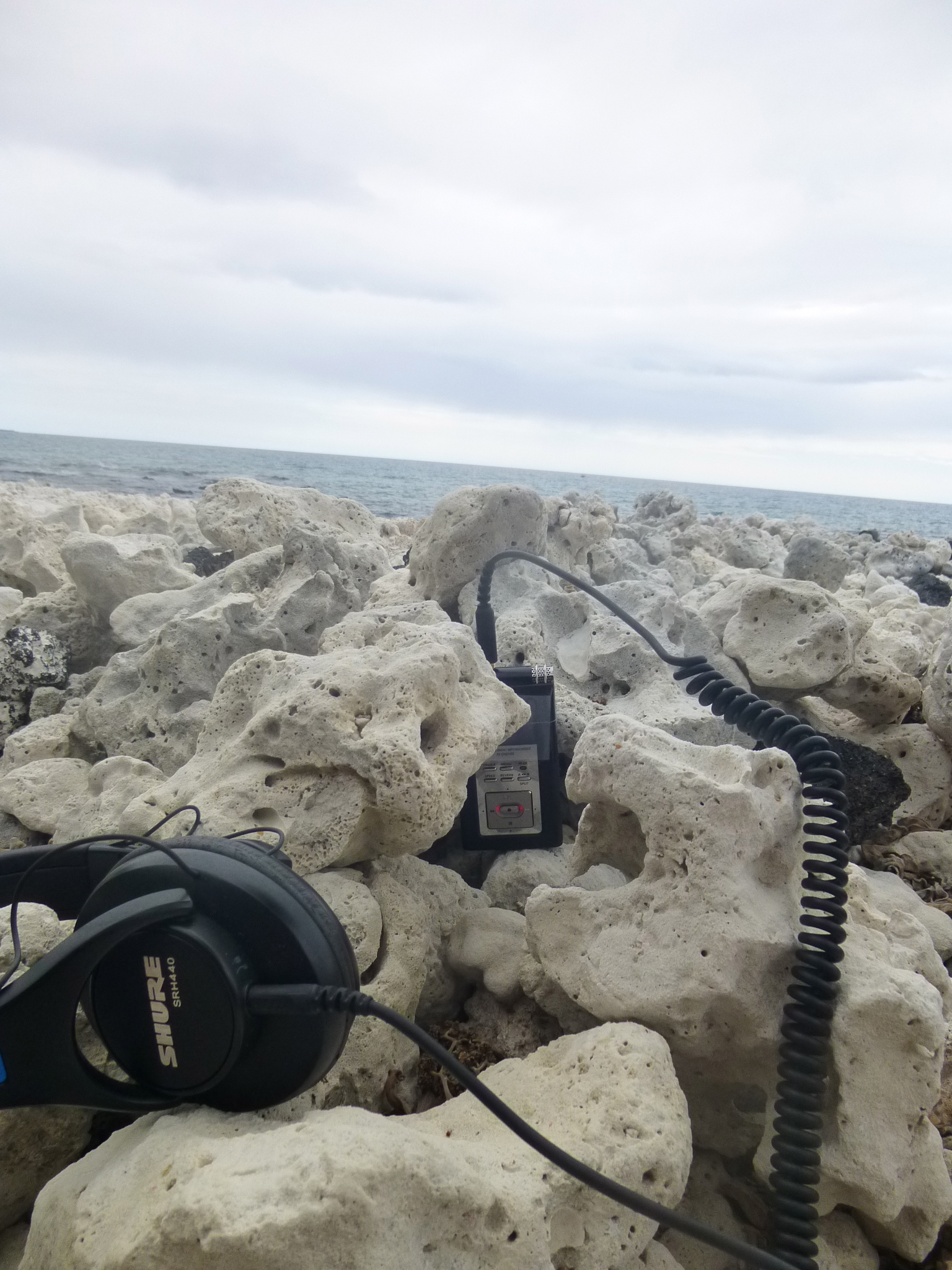 field recording/ coral Hylaeus nest sites -  Waikoloa, Big Island