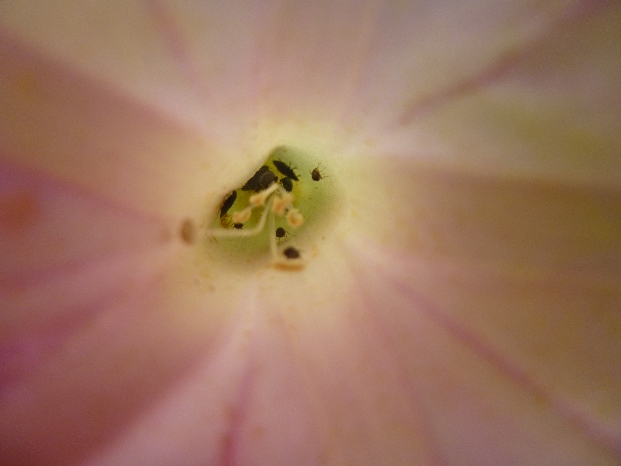 morning glory Coleopterans.