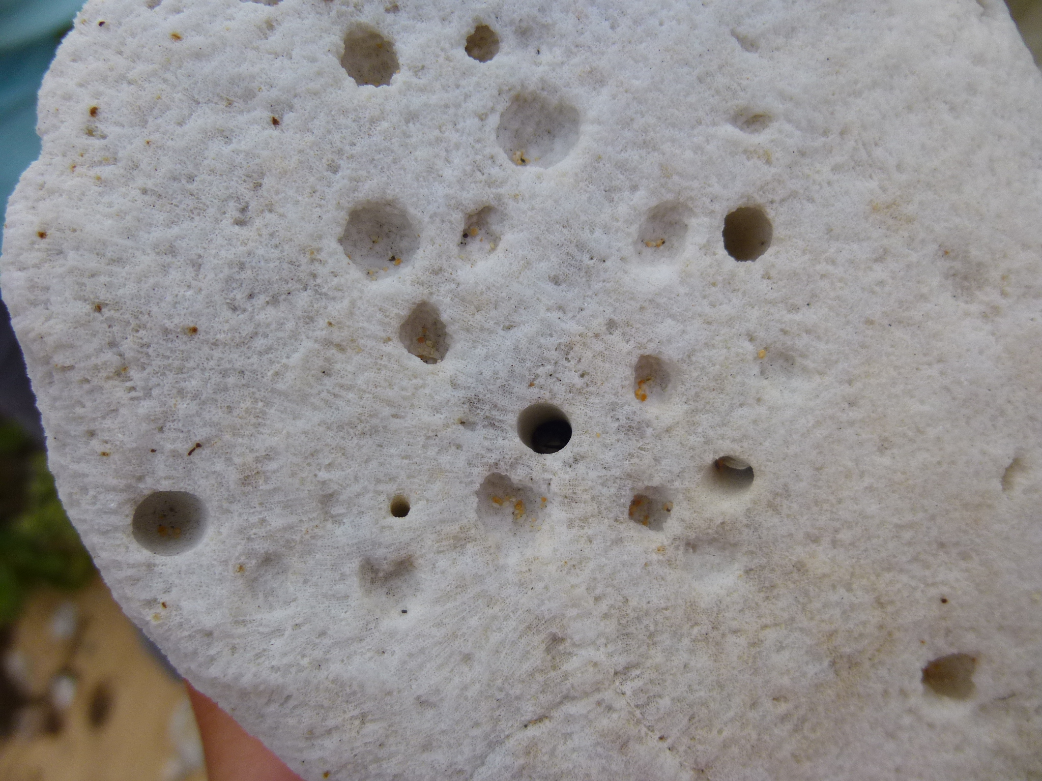 hylaeus nest site: bleached coral, Sandy Beach, Oahu. photo LS.