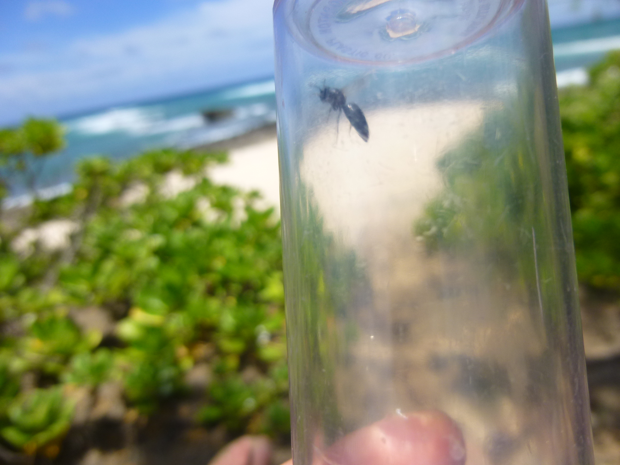 Hylaeus species. Kahuku Point, Oahu.