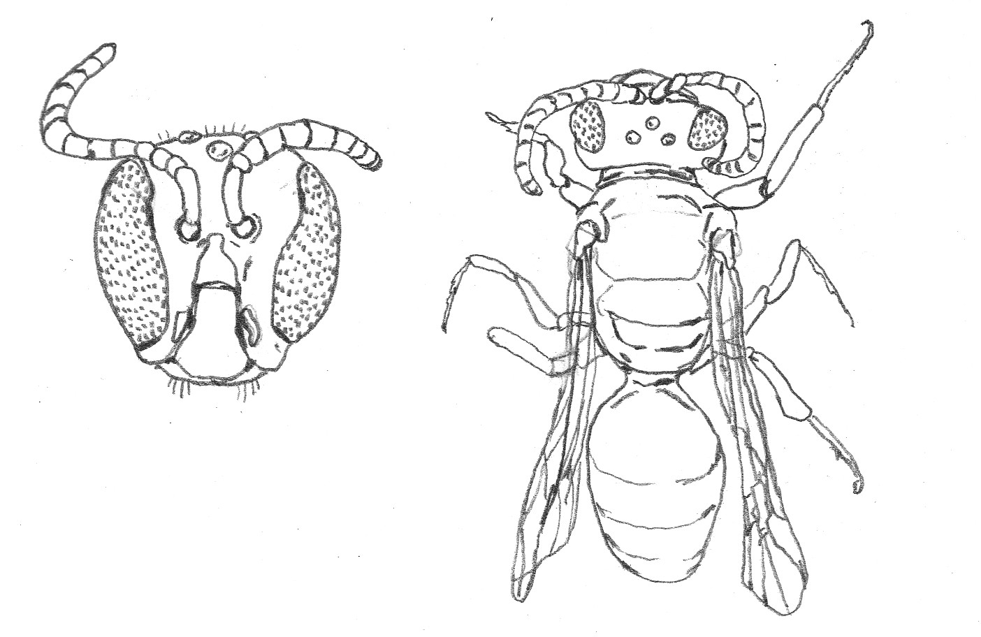 Hylaeus volcanicus, by Aidan Koch