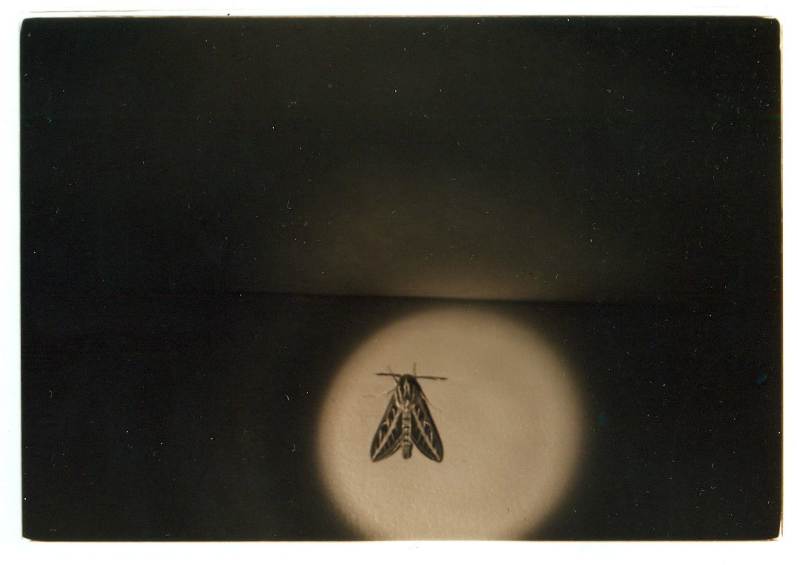 moth, joshua tree, 2012