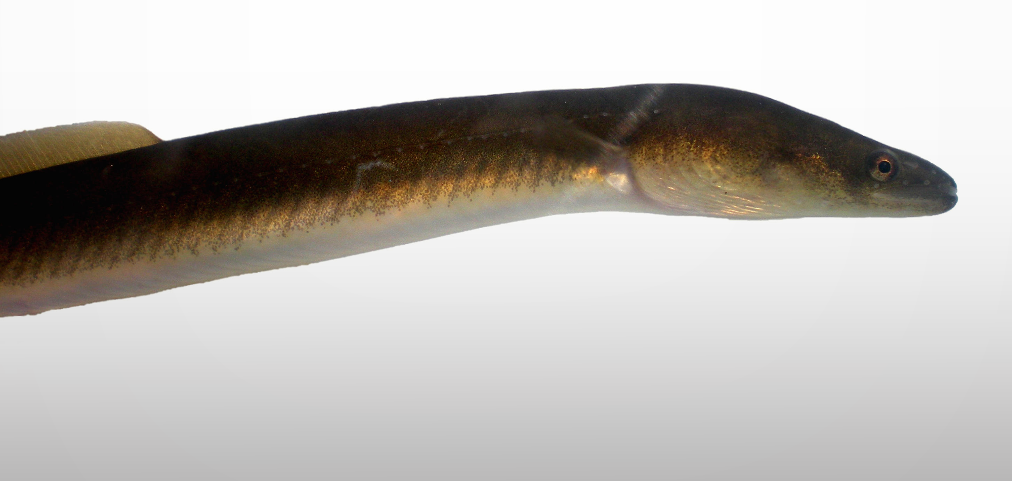 Bringing back the American Eel