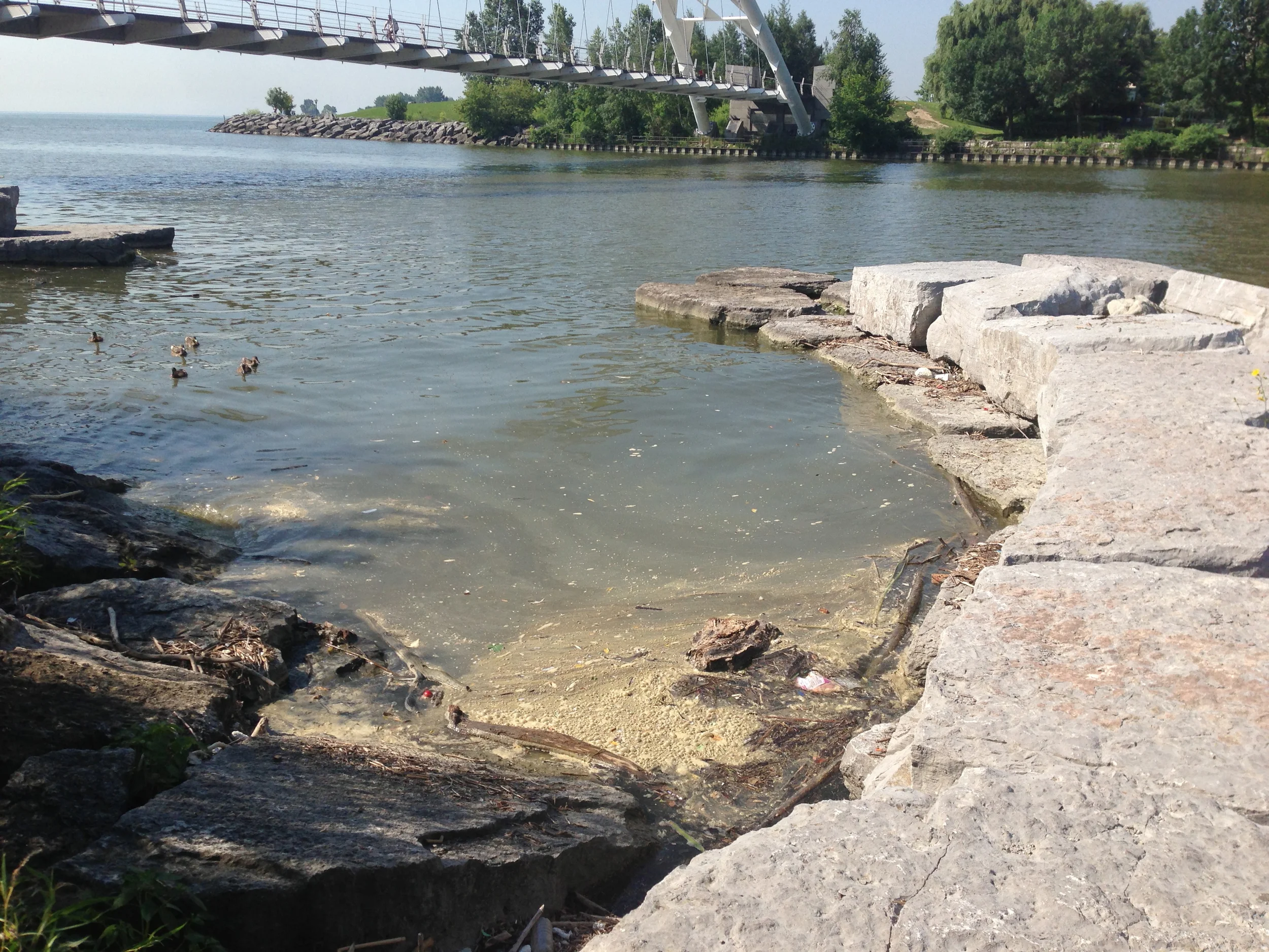 Discharge builds up along the shores of the Humber River just north of the pedestrian bridge. Photo courtesy of Lake Ontario Waterkeeper. July 16, 2013.