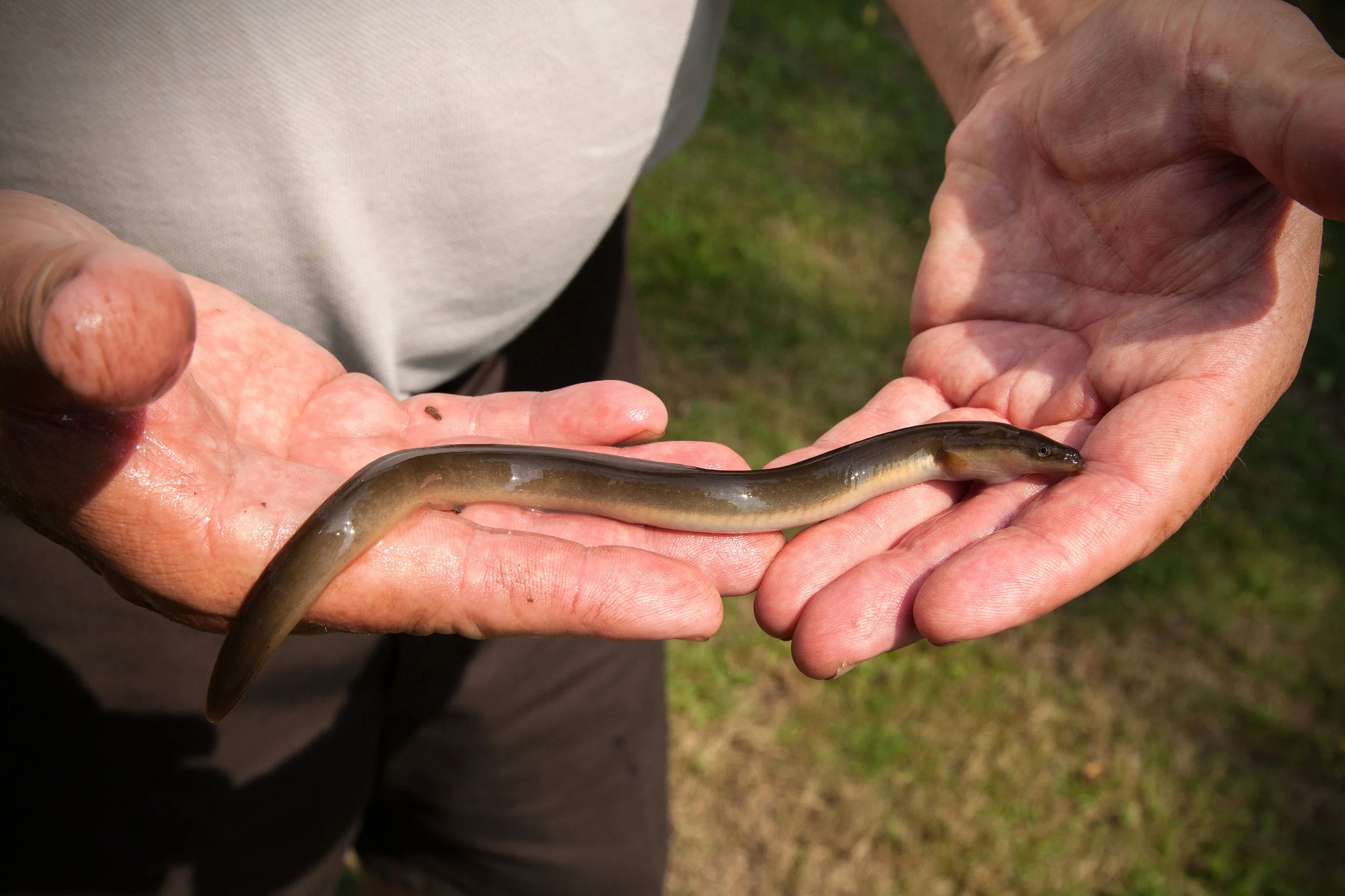 The American eel is a fish of the Americas, with a range that spans from Venezuela to Newfoundland. (Photo via Chesapeake Bay Program )