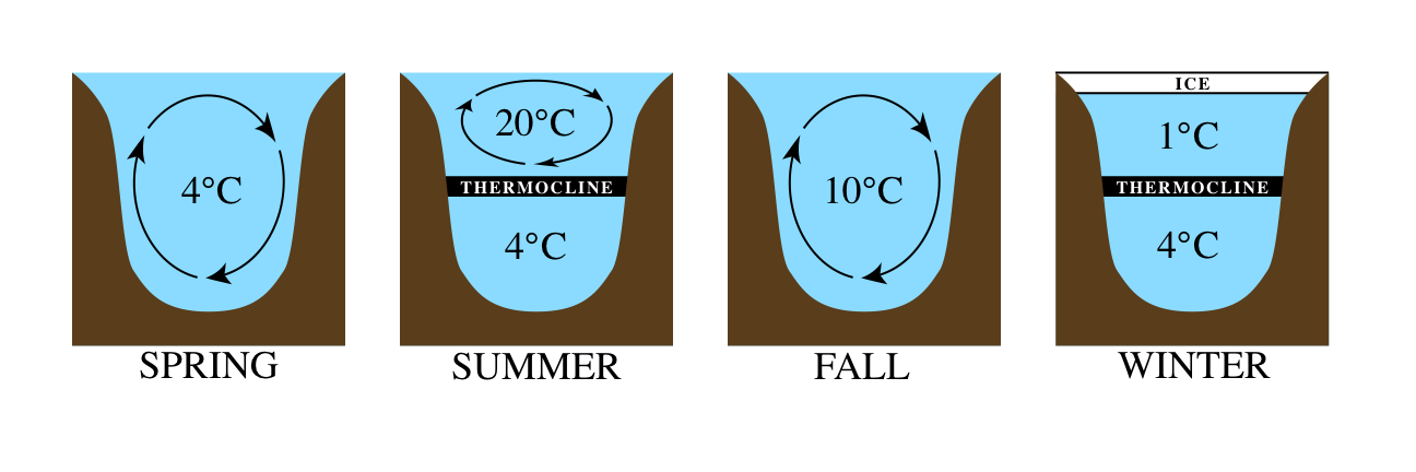 Lake stratification diagram (via Wikimedia Commons )