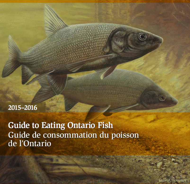 Look through the Guide to Eating Ontario Fish. (Image via the Ontario Ministery of the Environment and Climate Change)