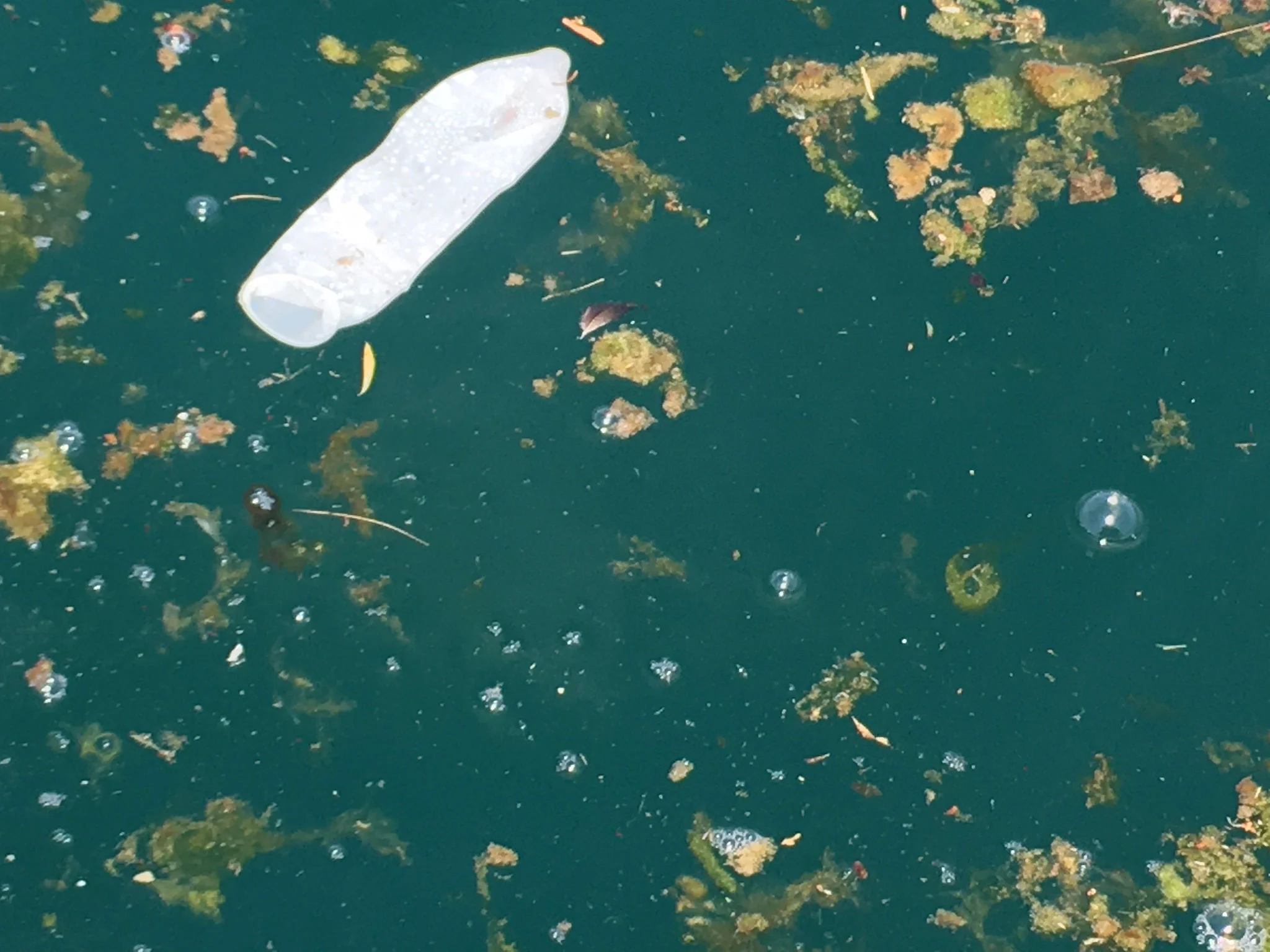 One of the thousands of floating condoms Mark spotted in the floating debris off Toronto's eastern shoreline on July 8, 2016. (Photo by Mark Mattson)