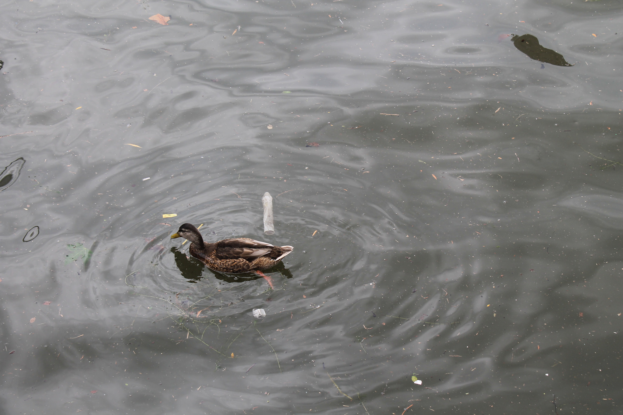 Duck swimming by floating condom. (Image by Lake Ontario Waterkeeper)
