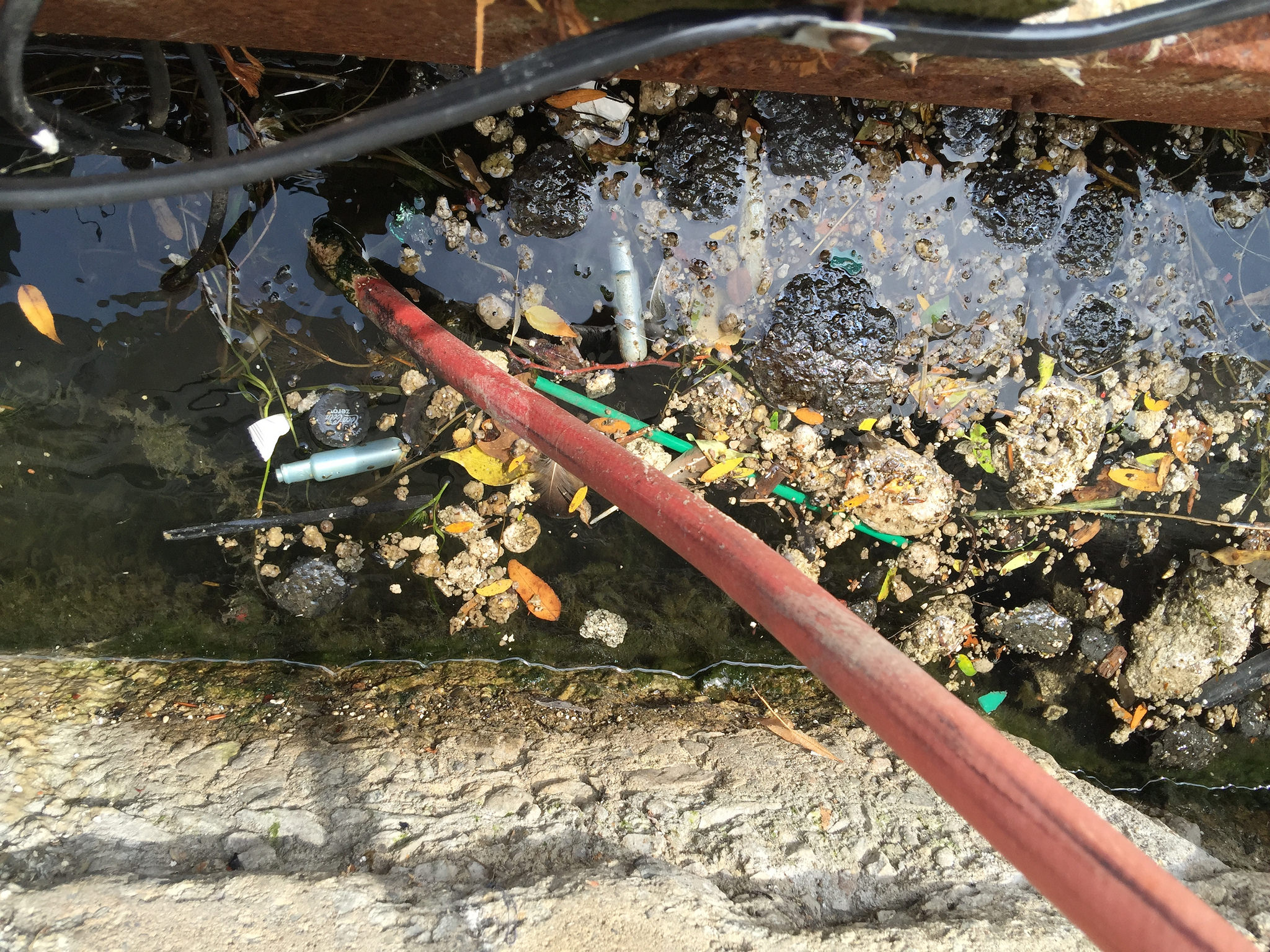 Waste (including tampon applicators) collecting along the wall of Toronto's Pier 4. (Image by Lake Ontario Waterkeeper)