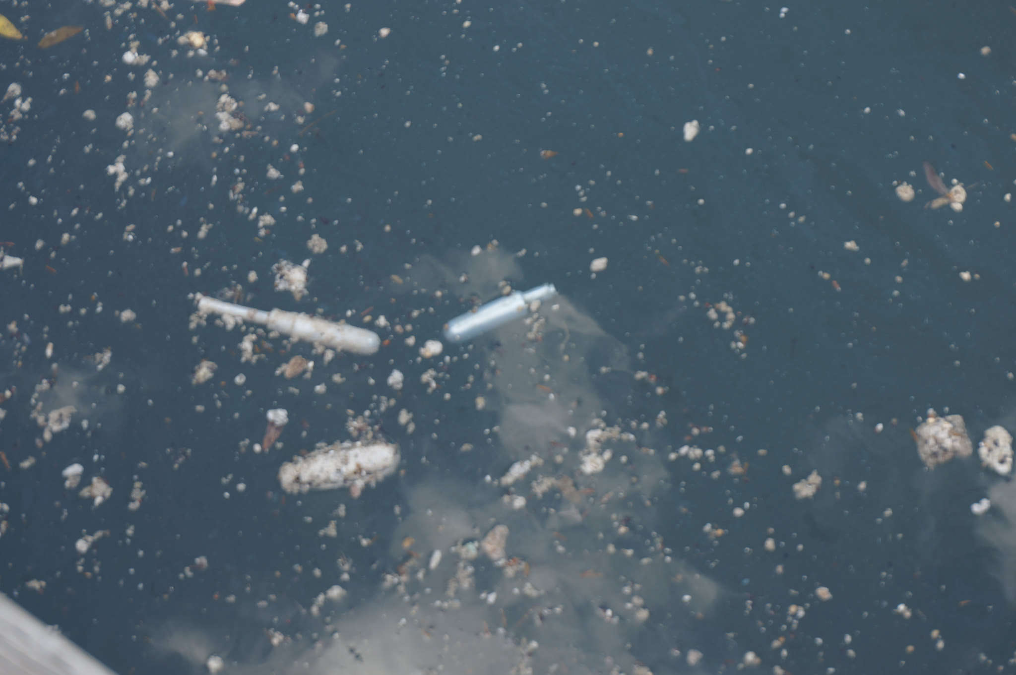 Tampon applicators and a tampon amongst floating debris. (Image by Lake Ontario Waterkeeper)