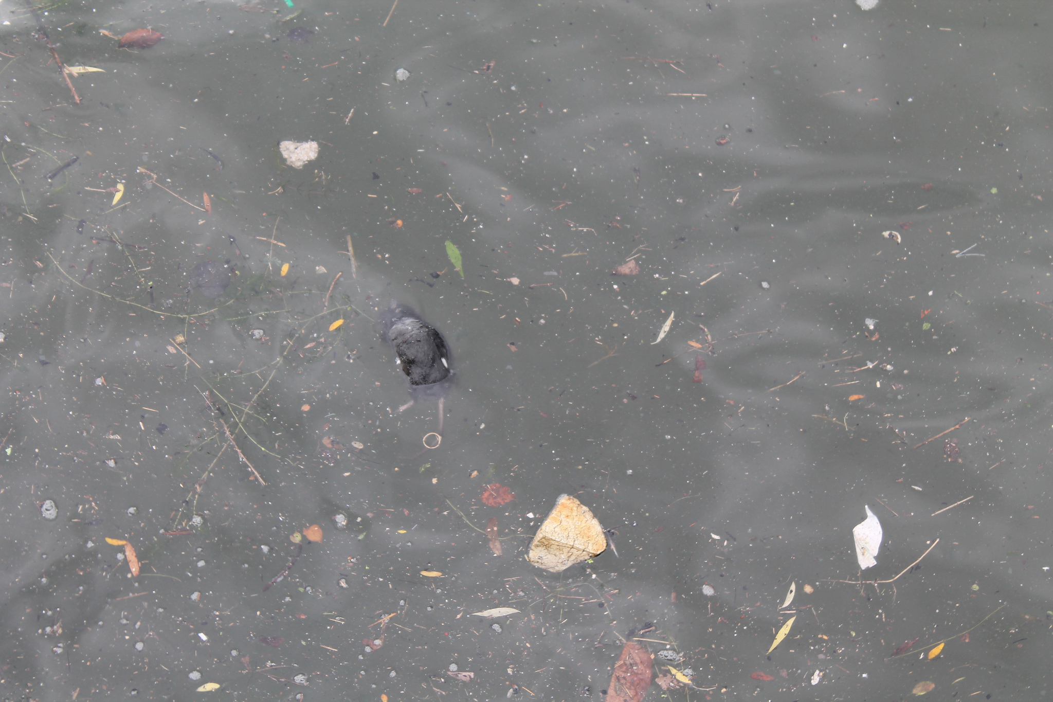 Dead rat floating with debris in the Bathurst Quay inlet. (Image by Lake Ontario Waterkeeper)