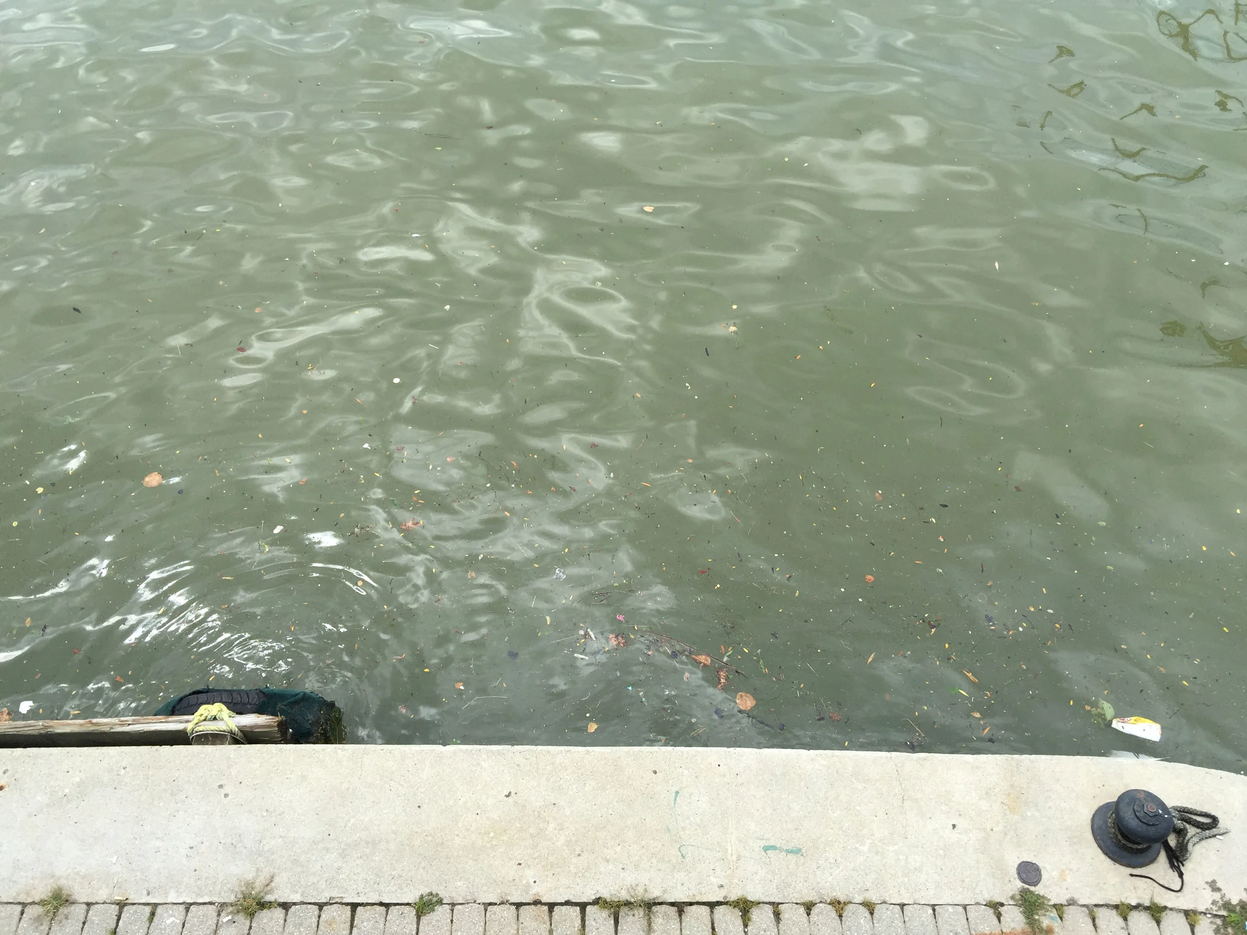 Pale cloudy green, full picture. (Photo by Lake Ontario Waterkeeper)