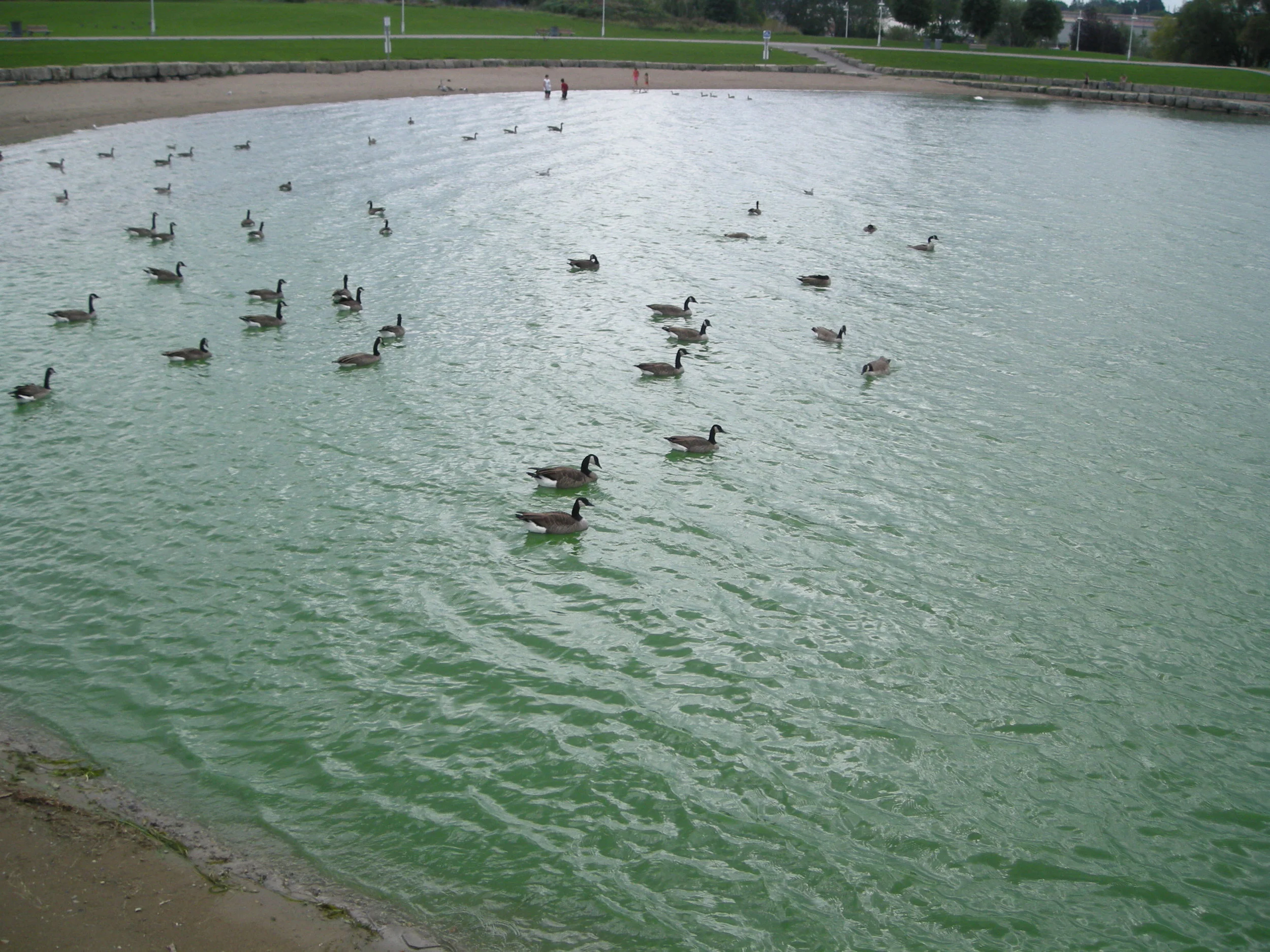 Blue-green algae bloom, full picture. (Photo by Neal Jennings)