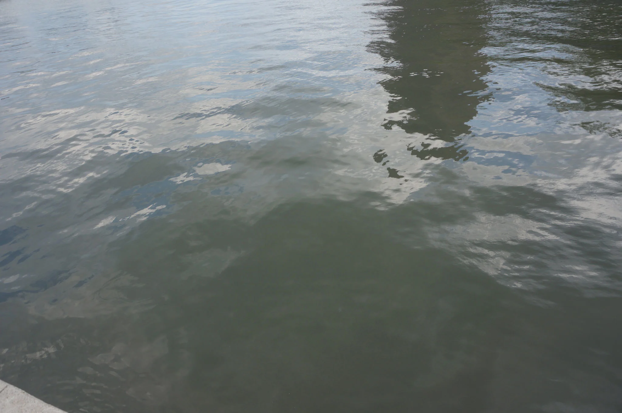 Dark green-brown, full photo. (Photo by Lake Ontario Waterkeeper)