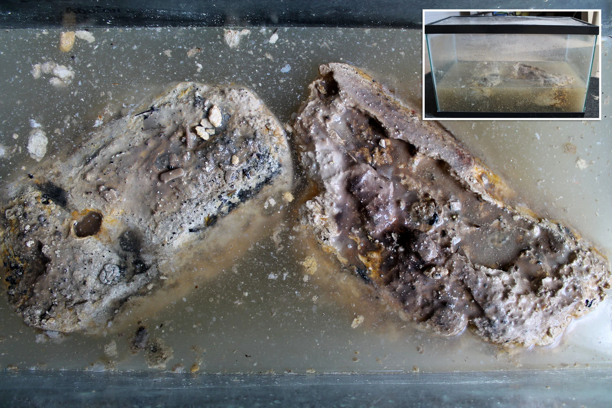 Stored and sealed in a fish tank, Barry uses this fatberg for outreach presentations. (Photo by Ruby Pajares)