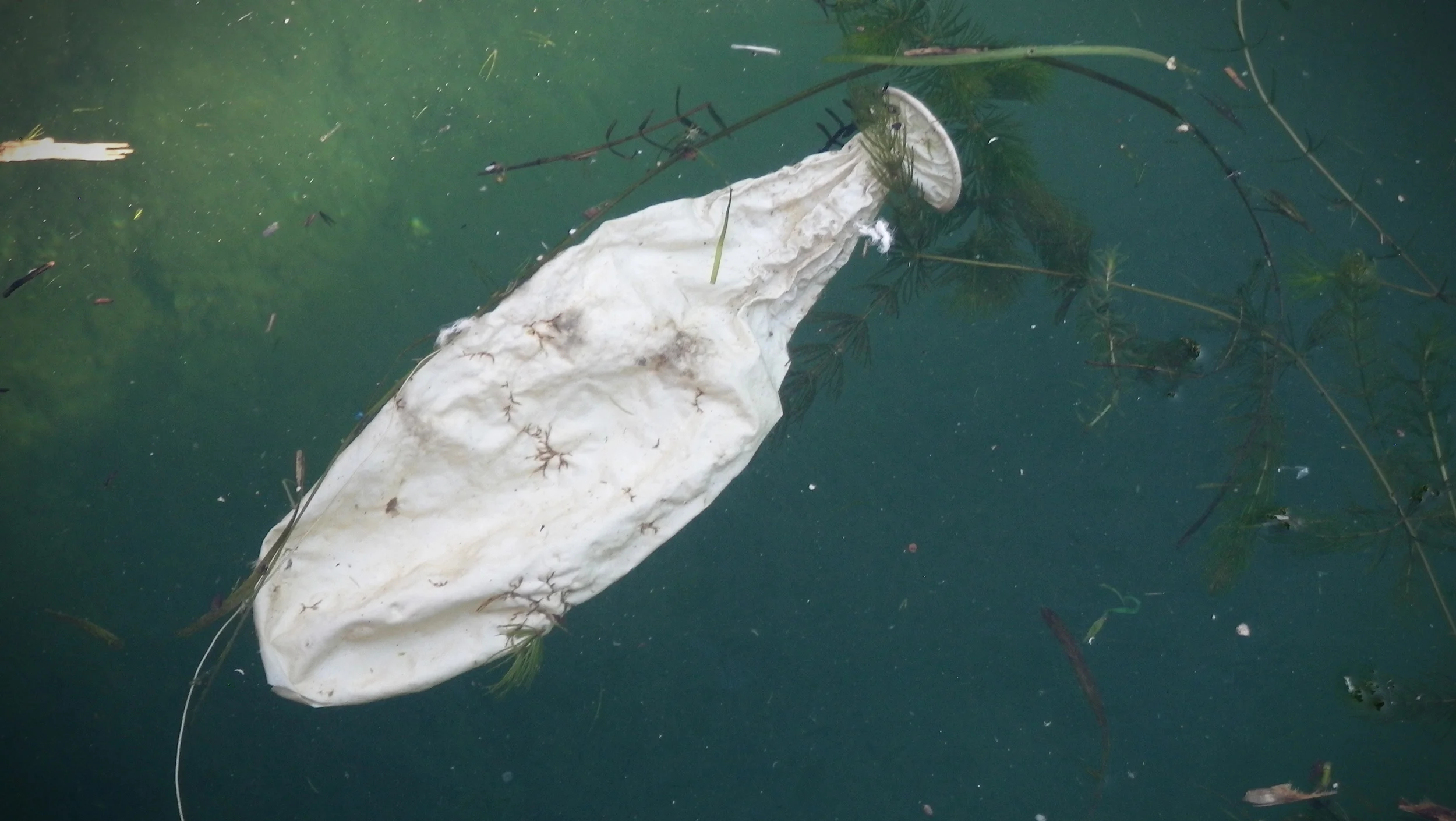 Floating condom found in Toronto's inner harbour. (Photo by Korice Moir)
