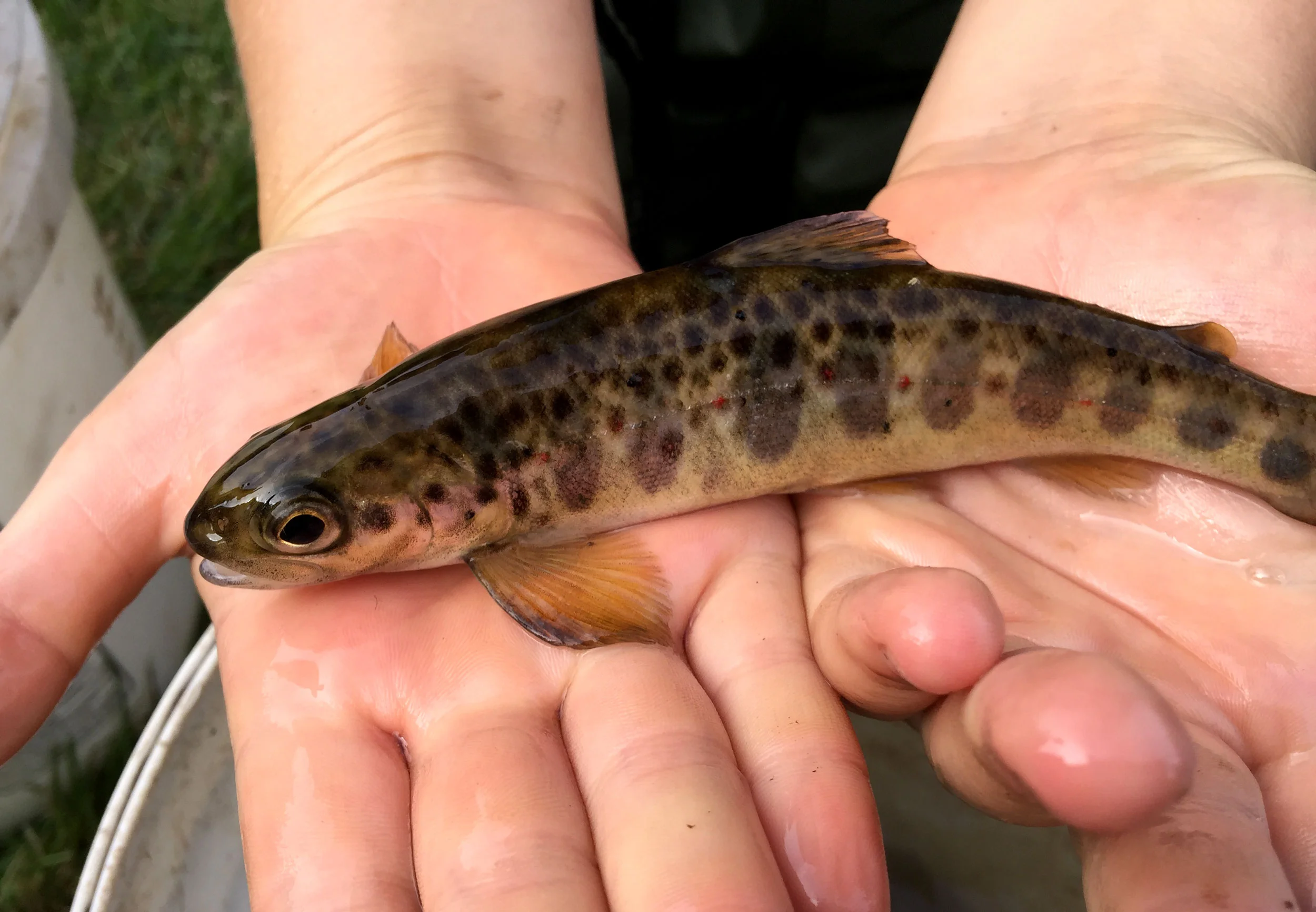 Observing and recording a young Atlantic salmon from a fish hatchery along the Humber River. (Photo by Ruby Pajares)