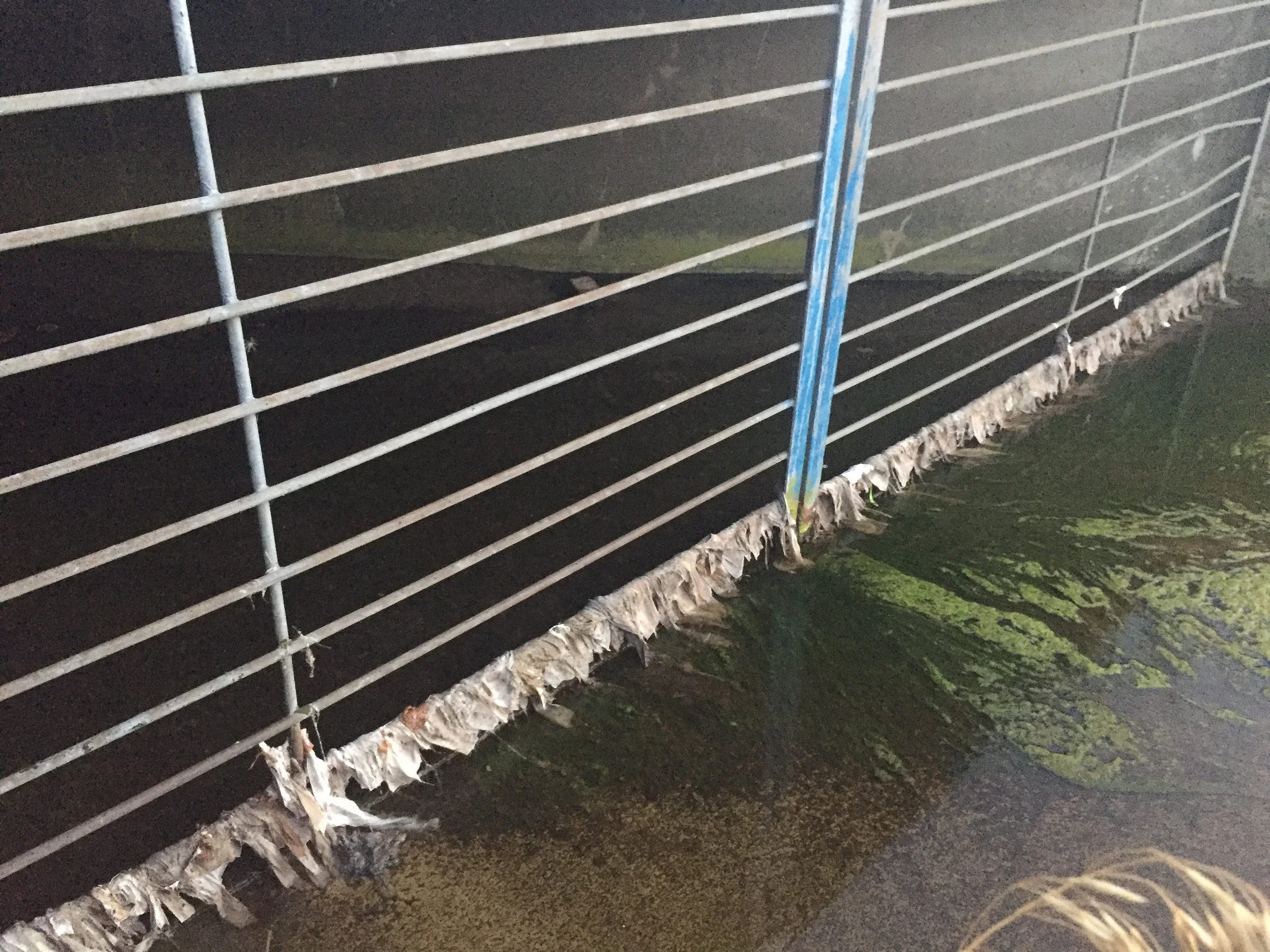 Wipes collect along the base of a combined sewer overflow grate in Black Creek, Toronto. Photo by Krystyn Tully. 