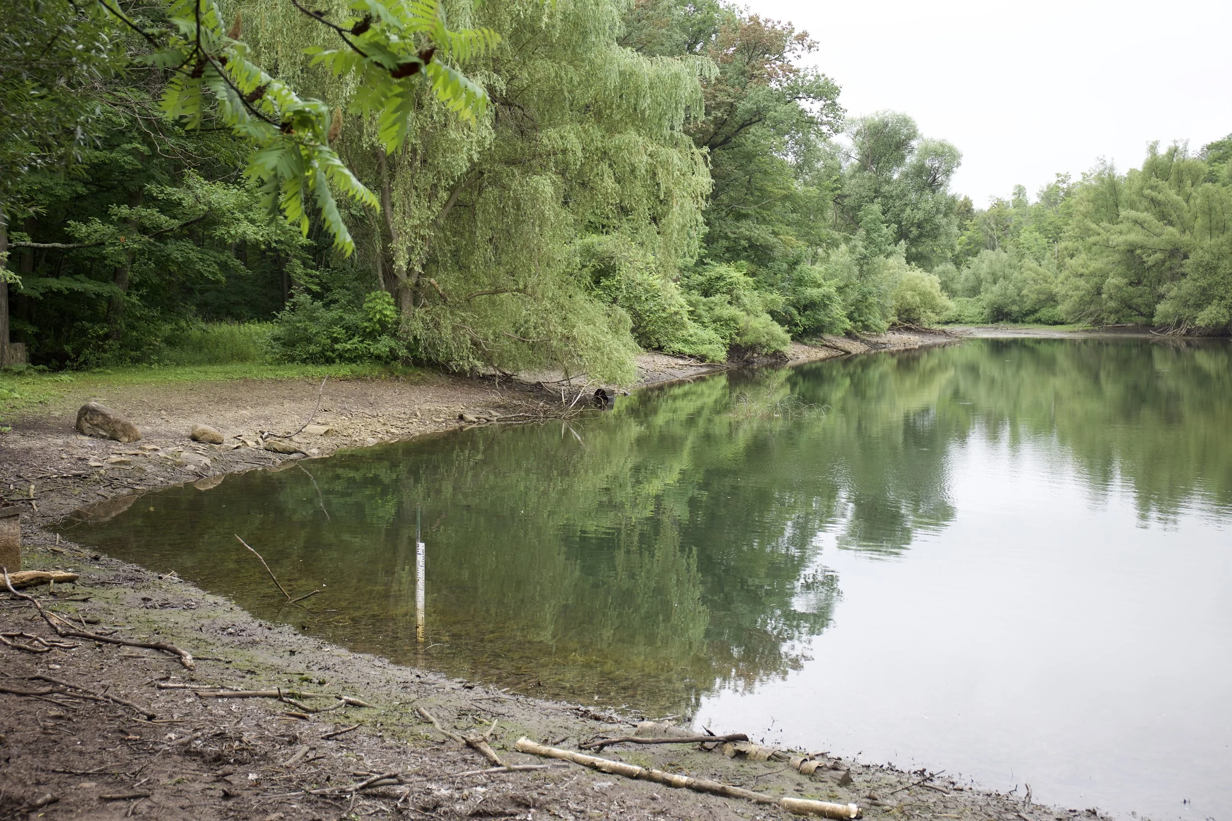 Drawdown of Muskrat Pond begins Courtesy of Dylan Neild