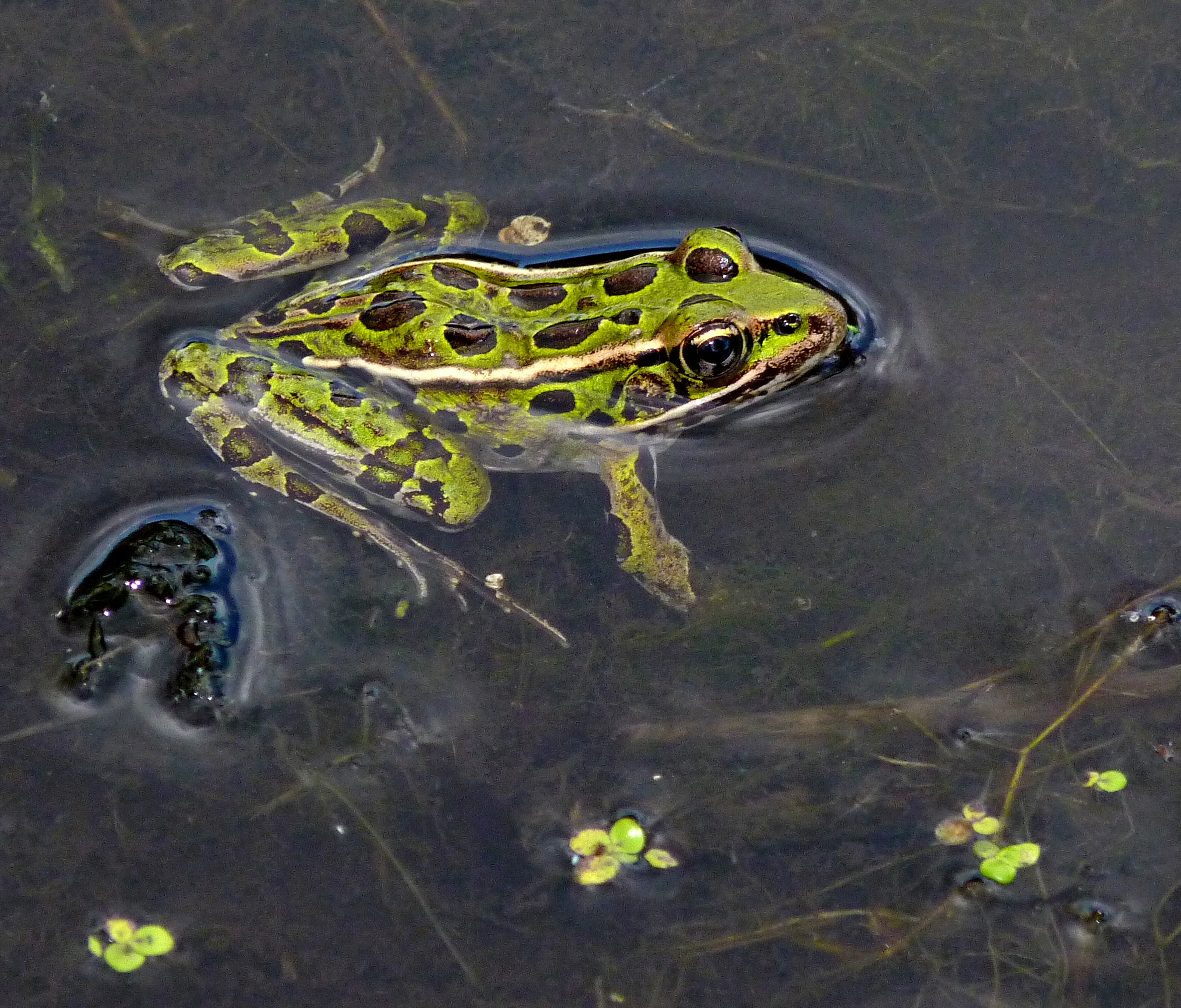 This is the Northern Leopard Frog native to the Great Lakes are and Southern Ontario. The photo was taken by ~Sage~
