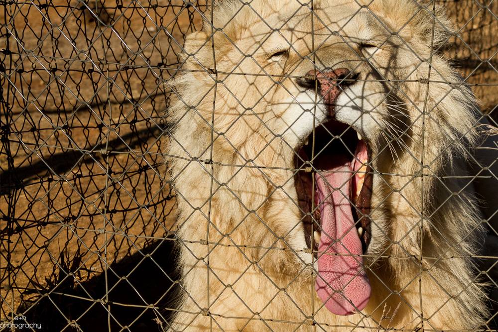  Sleepy Lion - Bloemfontein, South Africa 