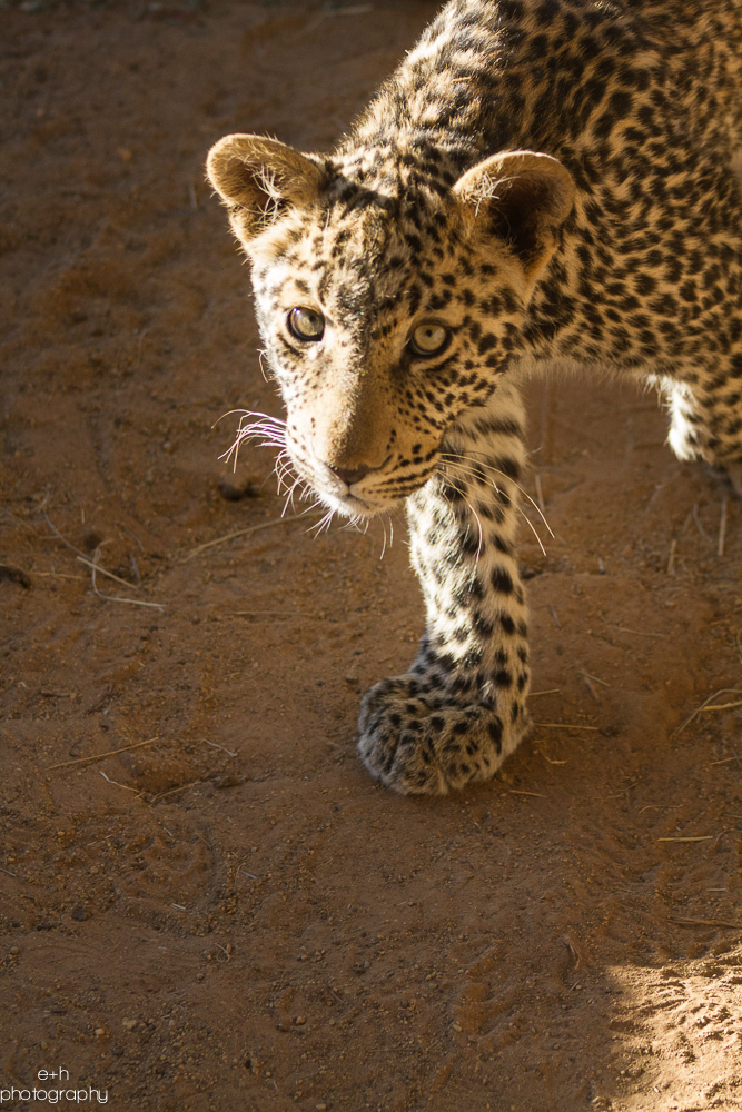  Baby Leopard - Bloemfontein, South Africa 