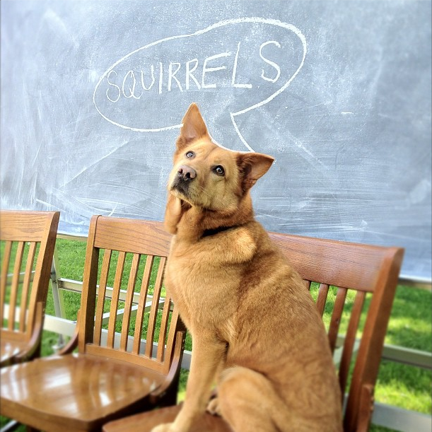 A canine participant in the Switchboard Hearts project