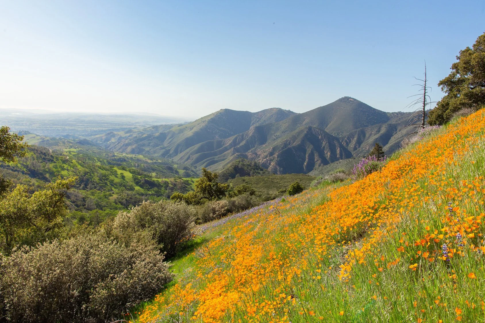 MichaelKwiecinski-EarthLaughsInFlowersFigMtn.jpeg