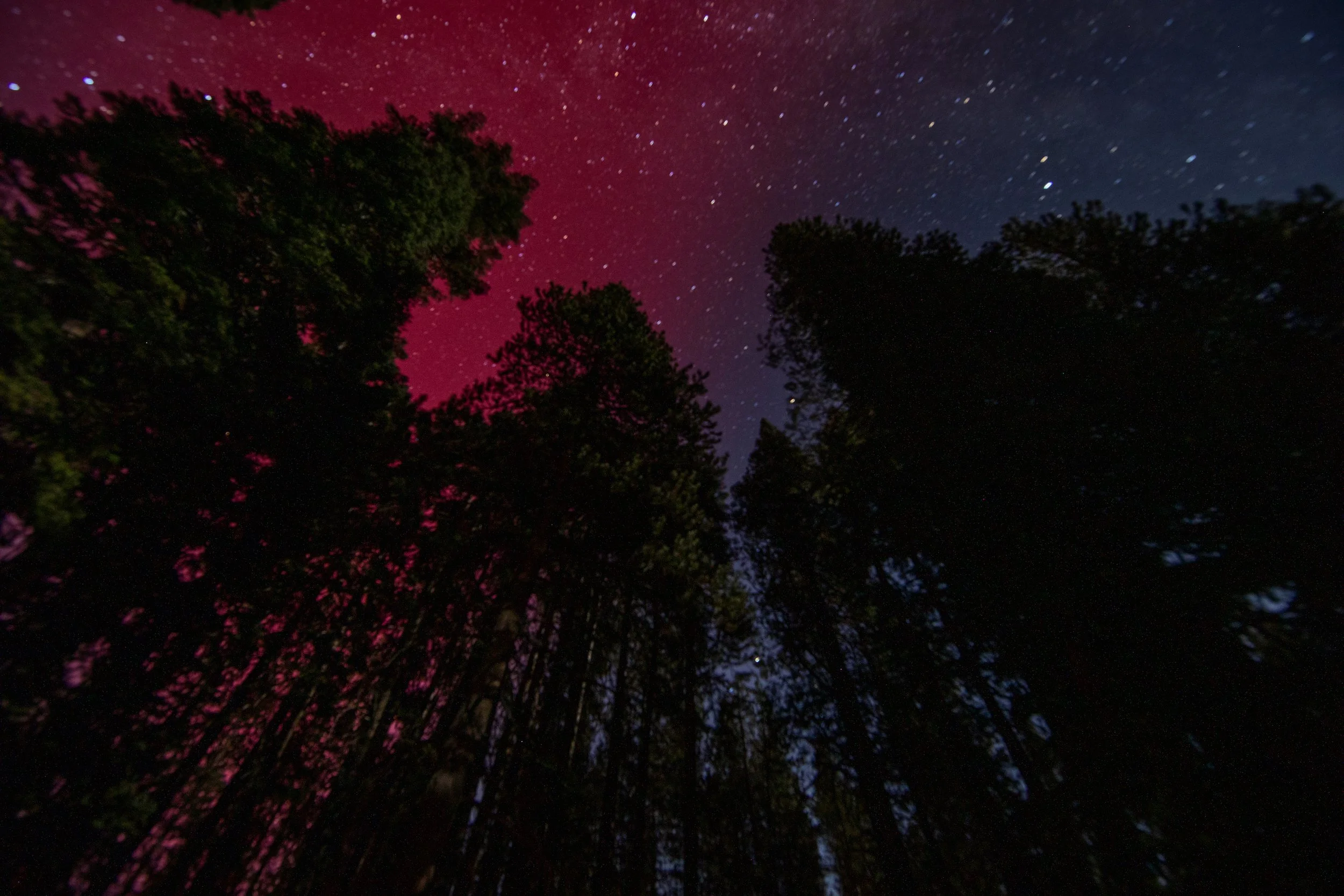 MichaelKwiecinski-PineBoreal.jpeg