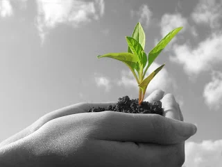 hand holding seedling.jpg