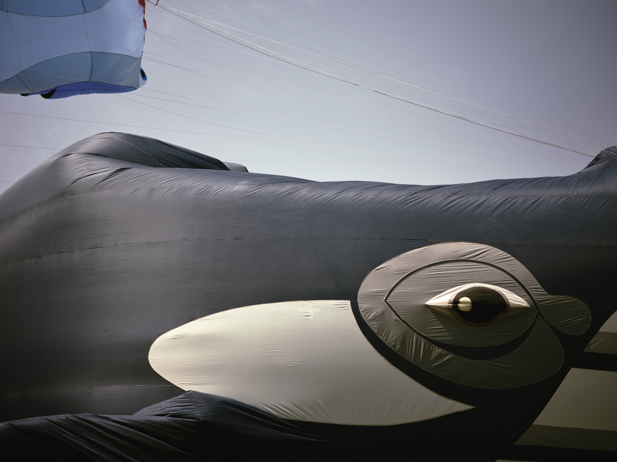 aspire kite festival photography whale