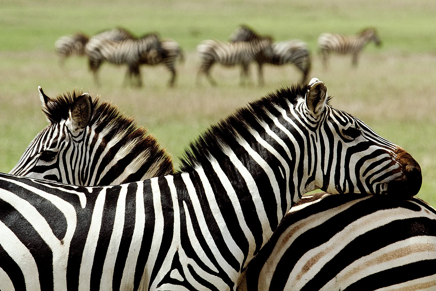 Zebra, Serengeti, Tanzania