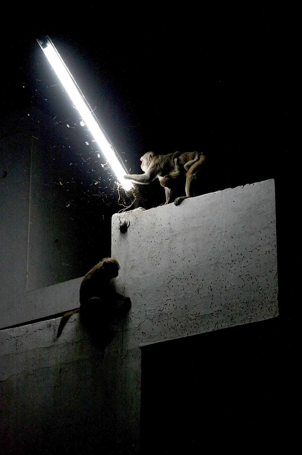 Moth Monkeys, Varanasi