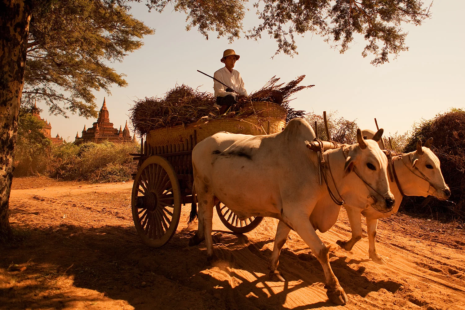 Bagan ox cart, Myanmar