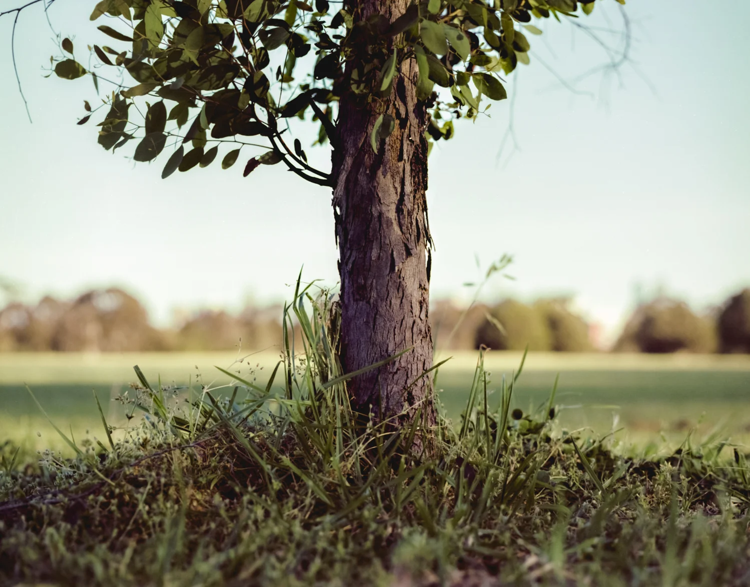 Park Tree