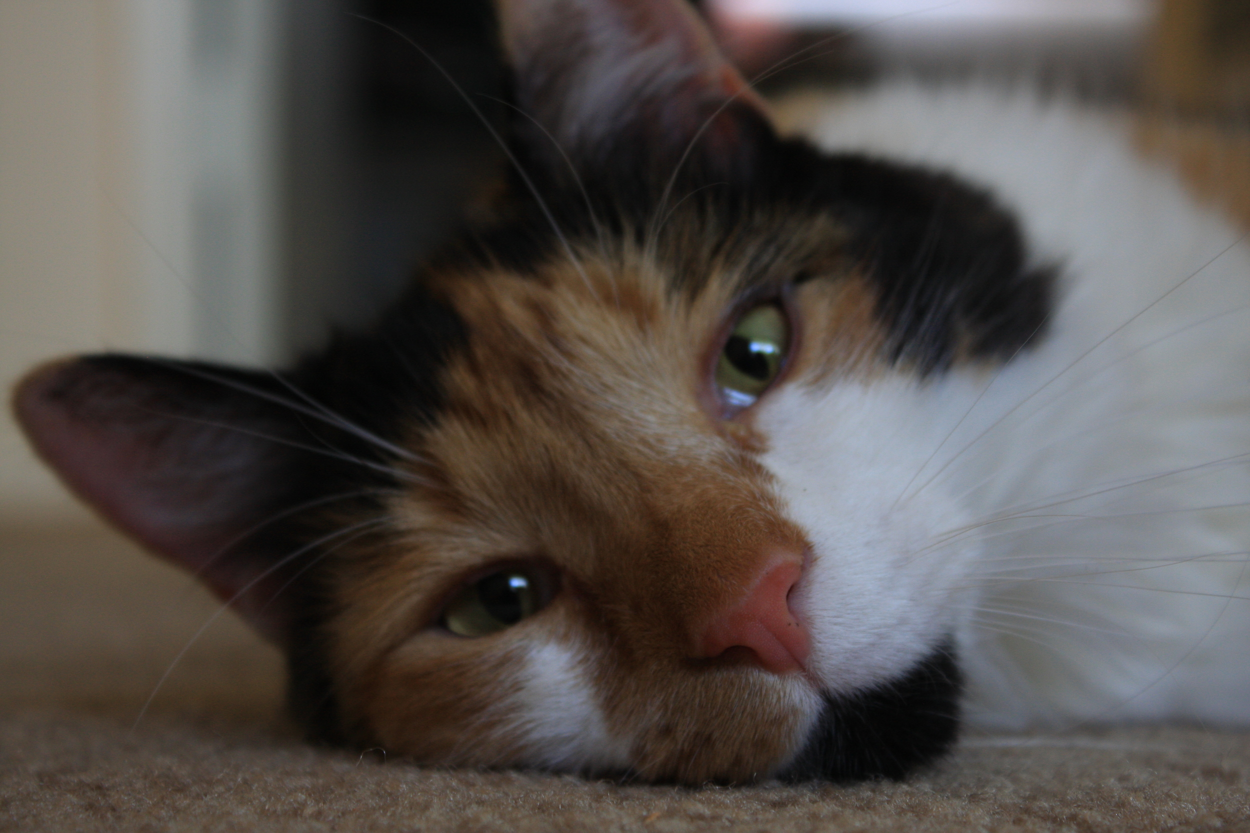 Miz Kitty