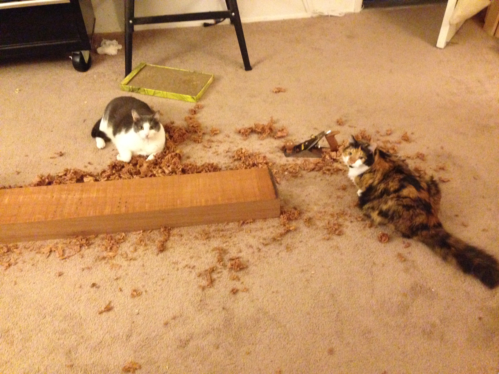 See what I did here? This is actually just a cat photo in disguise.