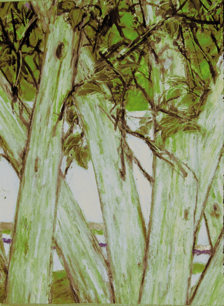 Walnut Trees - Les Noyers, 2005, 20x 30cm, pastel on paper - pastel sur papier, personal collection - collection personelle