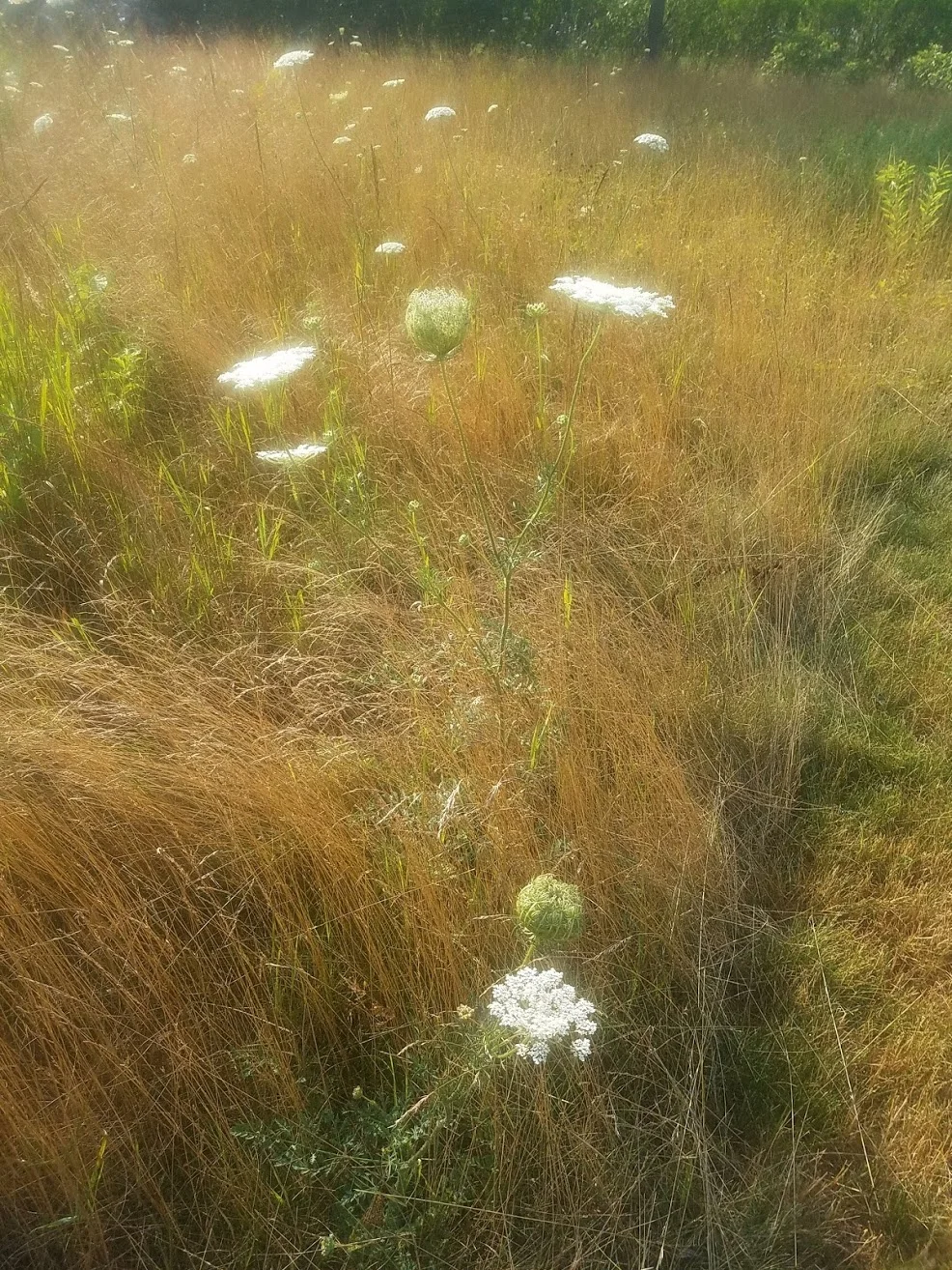 20180807_085337.jpg