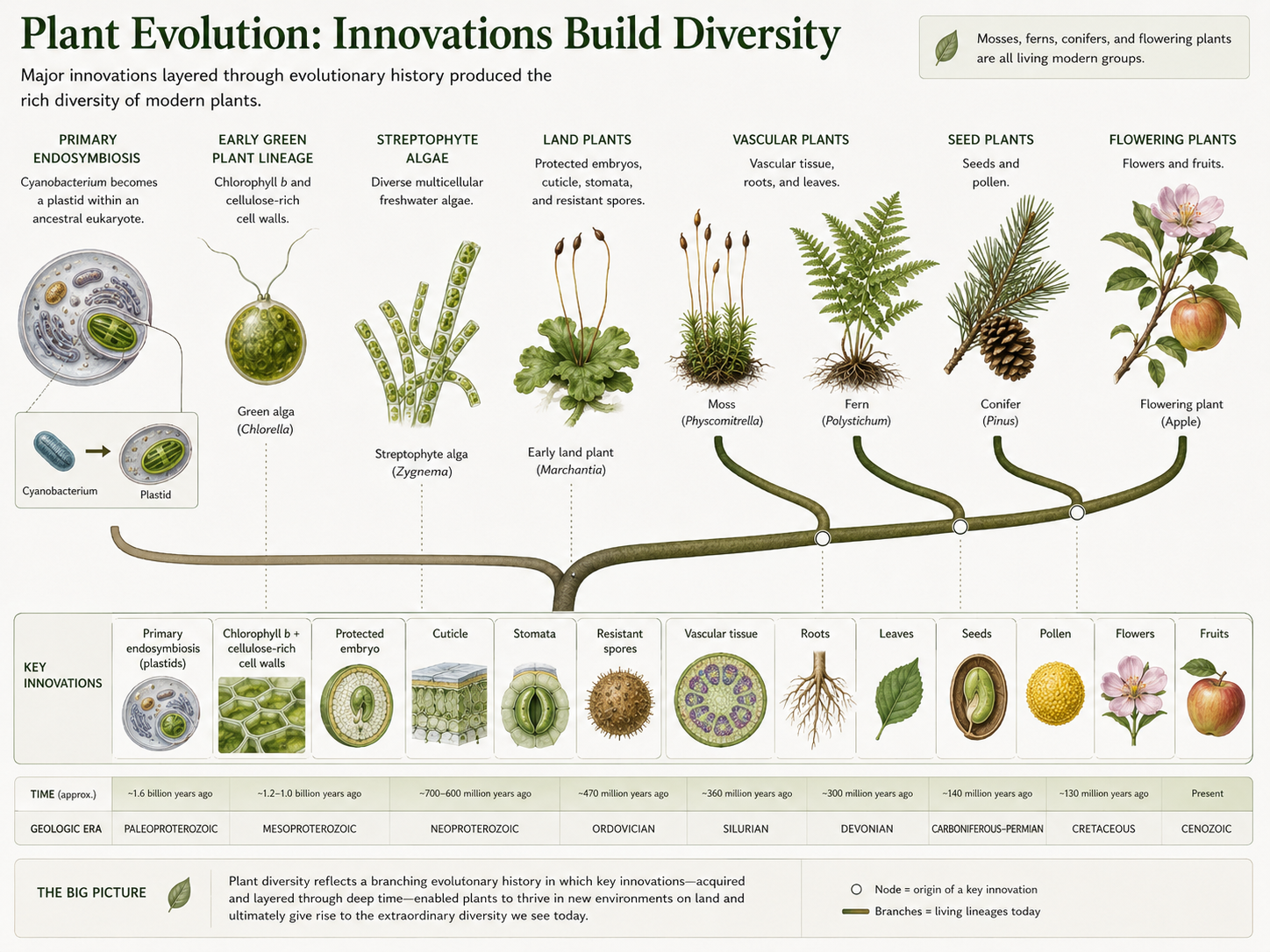 Major Innovations in Plant Evolution.