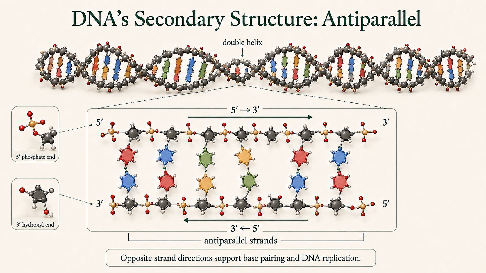 DNA double helix with complementary strands running in opposite 5′-to-3′ directions, illustrating DNA’s antiparallel structure.