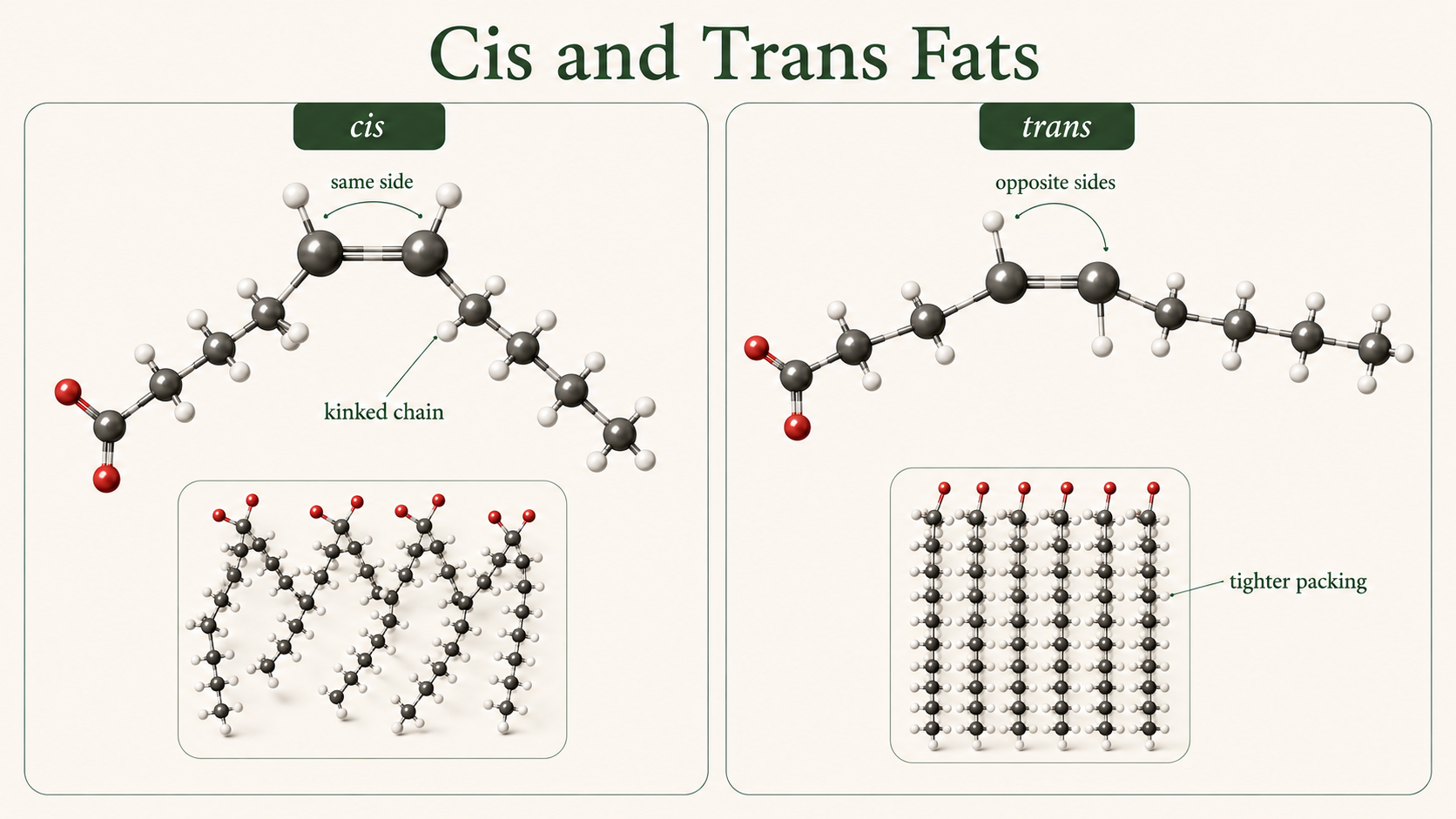 Cis and trans double bonds are compared, showing same-side hydrogens bending one chain and opposite-side hydrogens straightening the other.
