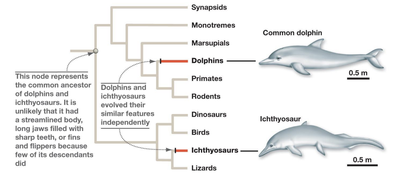 Chapter: Phylogenies and A Brief History of Life — The Biology Primer
